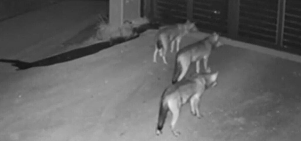 θεσσαλονίκη-αγέλη-λύκων-εμφανίστηκε-1427540