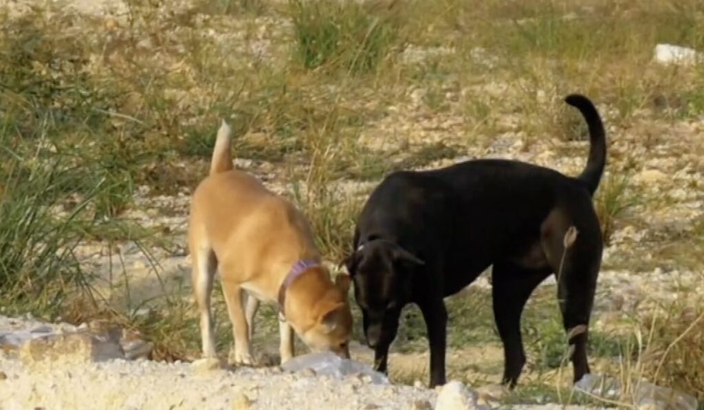 θεσσαλονίκη-αγέλη-σκύλων-προκαλεί-φό-1432048