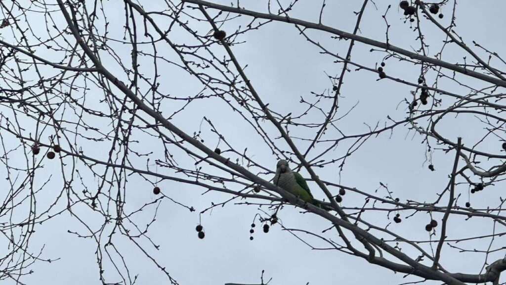 parallaxi-magazine-to-free-press-της-θεσσαλονίκης-1434611