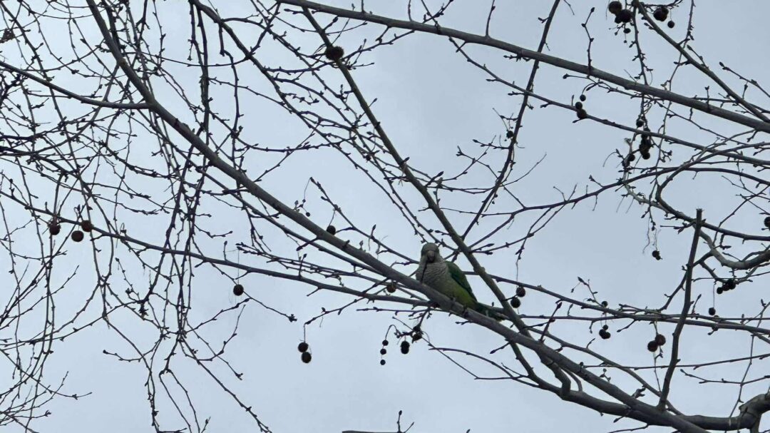 εικονες-τέσσερα-παπαγαλάκια-κάθοντα-1434611