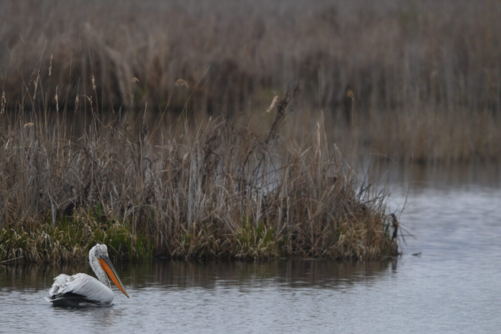 μαγεία-στις-πρέσπες-μία-από-τις-μεγαλύ-1442843