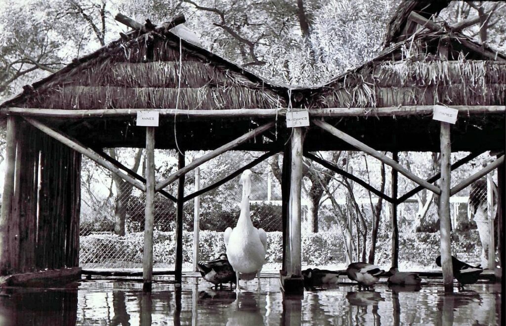 μαϊμούδες-παγώνια-και-αρκούδες-δίπλα-1443346