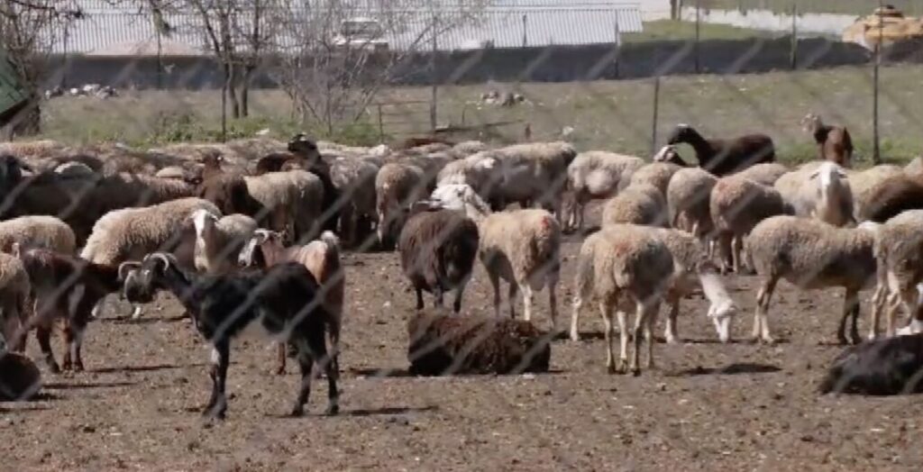 κοζάνη-στο-αυτόφωρο-κτηνοτρόφοι-επει-1447898