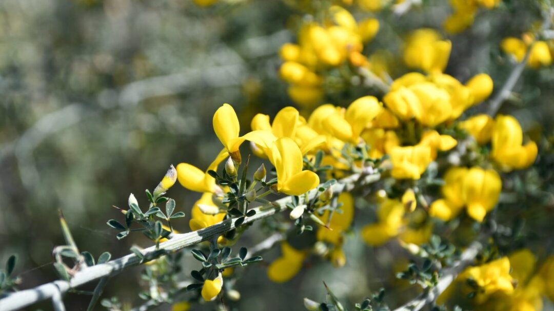 ἐπὶ-ἀσπαλάθων-το-τελευταίο-όχι-1465291