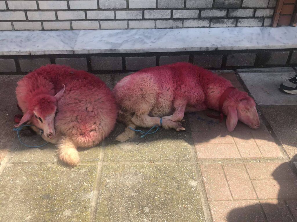 θεσσαλονίκη-έθιμο-που-εξοργίζει-έδεσ-1466404