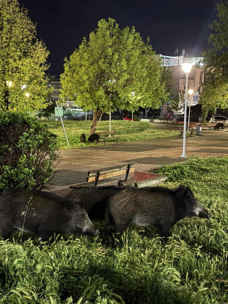 εικονες-αγριογούρουνα-περιφέρονται-1465583