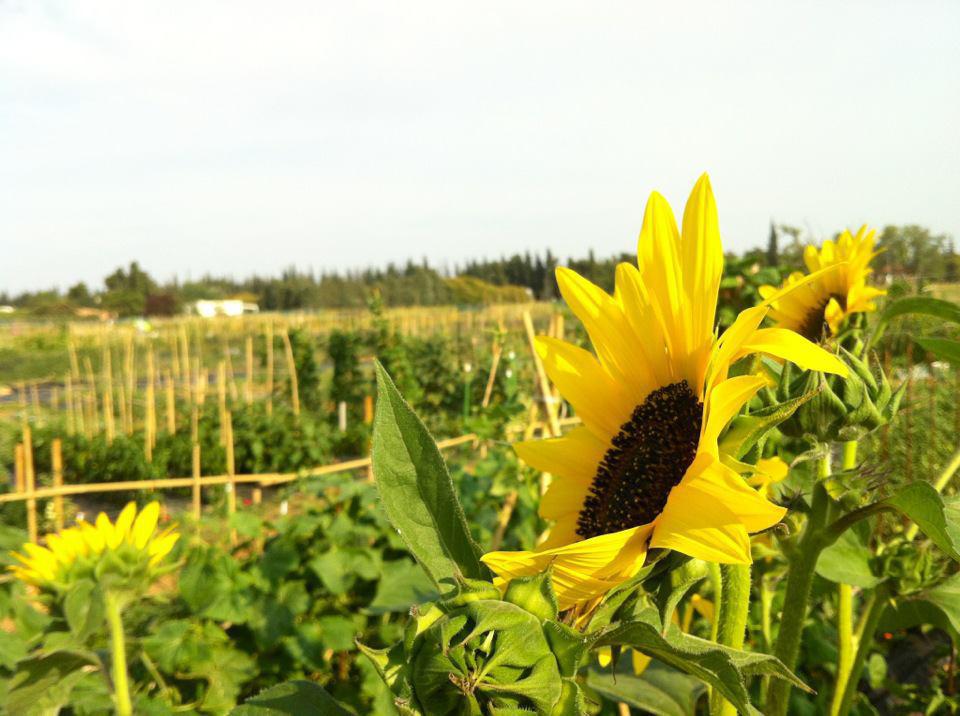 250848_261580163957734_350924699_n