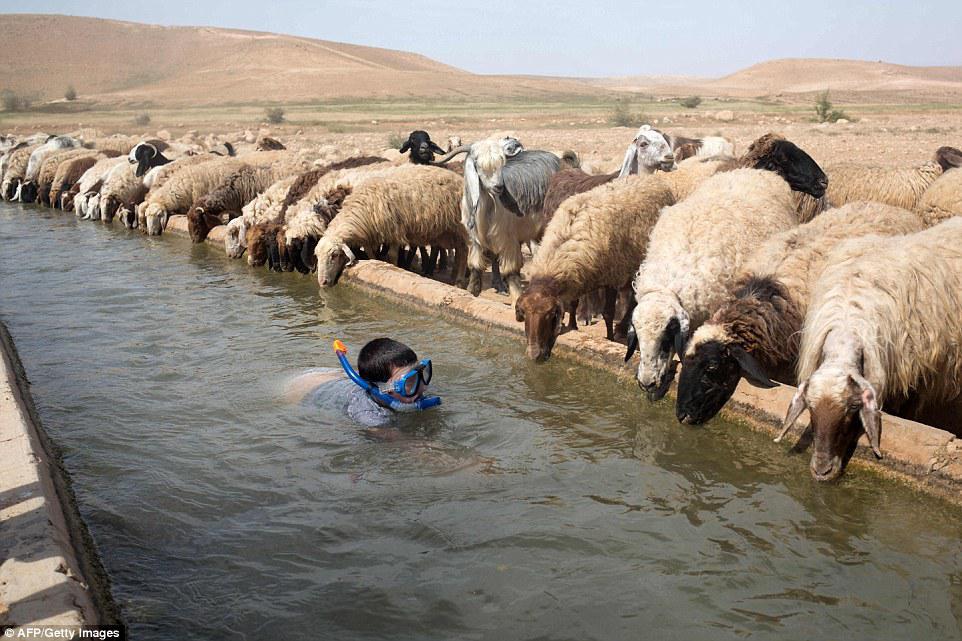 Αγόρι από το Ισραήλ κολυμπάει δίπλα σε πρόβατα που ανήκουν σ 'έναν Παλαιστίνιο αγρότη στο χωριό της Δυτικής Όχθης Al-Auja στην Κοιλάδα του Ιορδάνη .