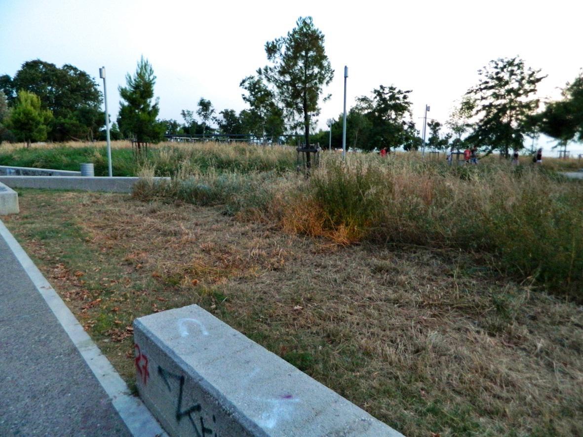 5. CUOMO NIKIFORIDIS