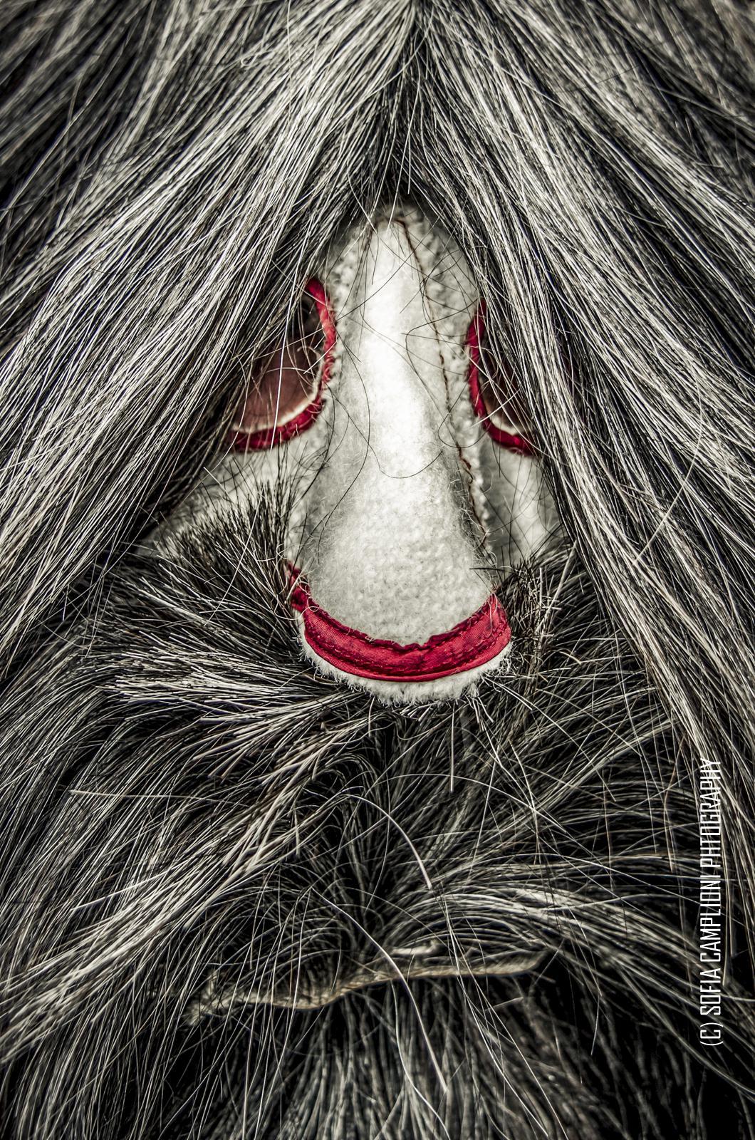 CDNII-SofiaCamplioni-4412-2