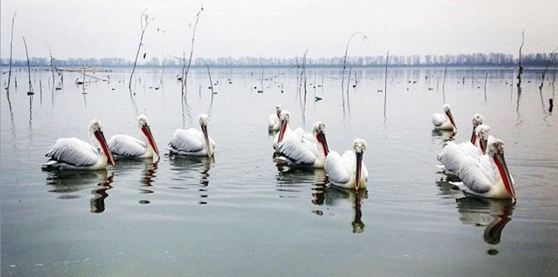 NTOKIMANTER ORNITHOLOGIKI 1