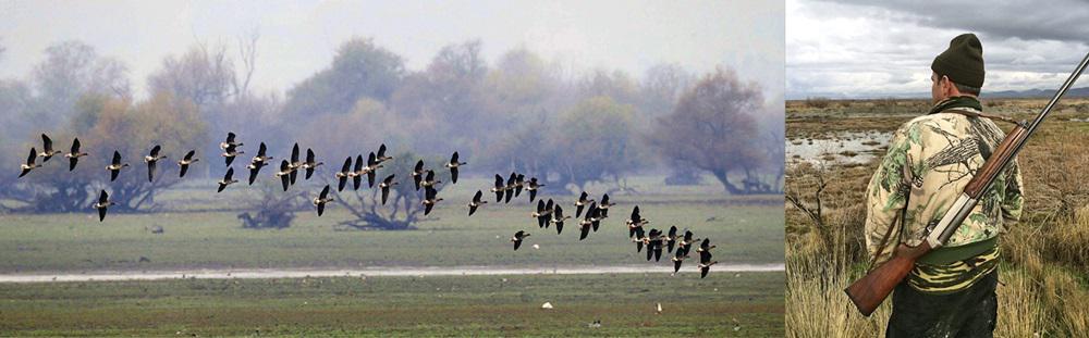 NTOKIMANTER ORNITHOLOGIKI 3