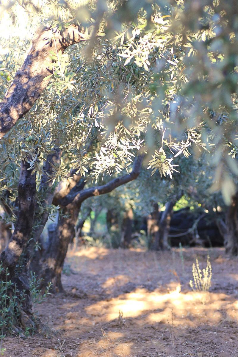 OliveTree1