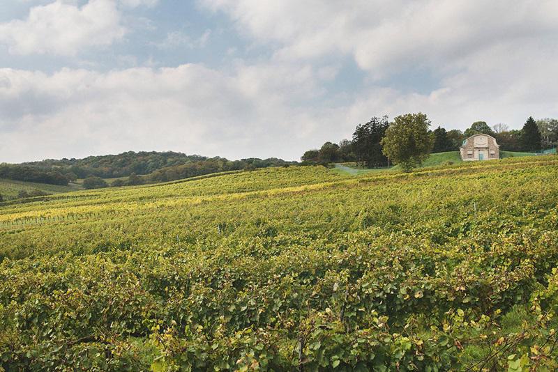 Zahel_Gemischter_Satz_Weingarten