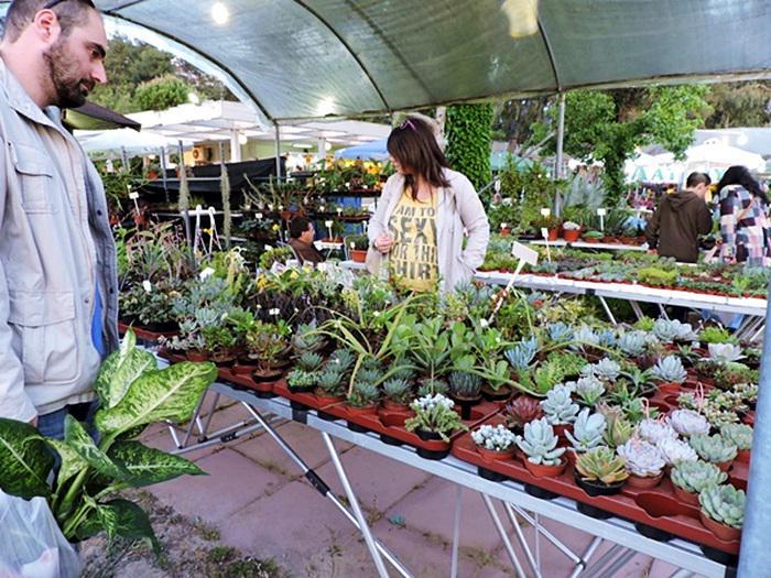 anthoekthesi_kalamarias_7