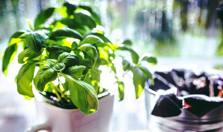 cup-leaf-spring-leaves