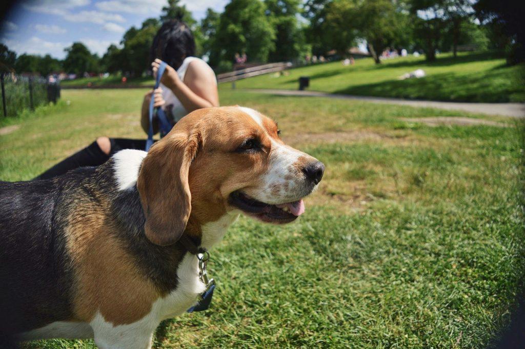 bark-in-the-park-πάρε-τον-σκύλο-σου-και-έλα-201664