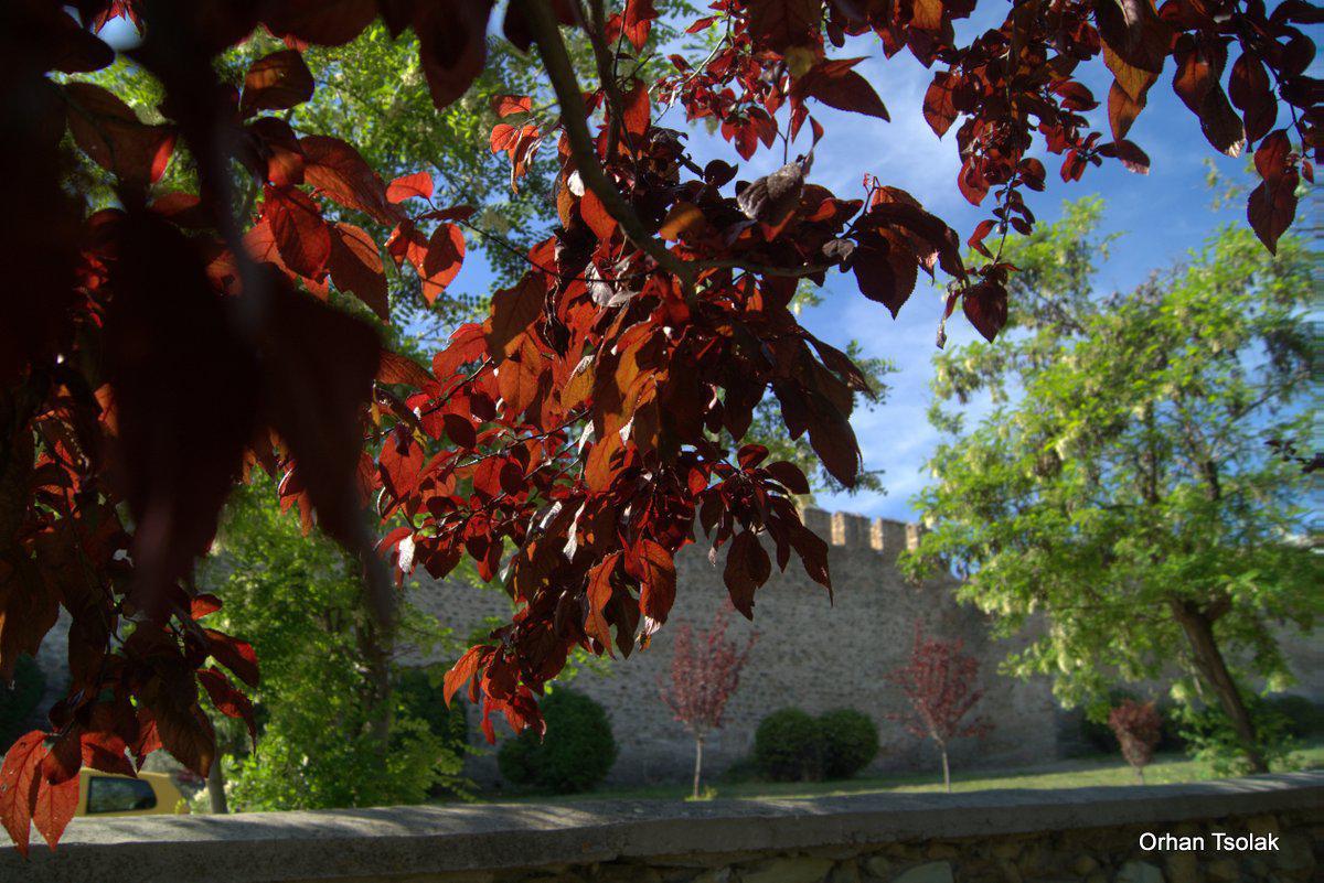 dsc00050.jpg dsc00050.jpg