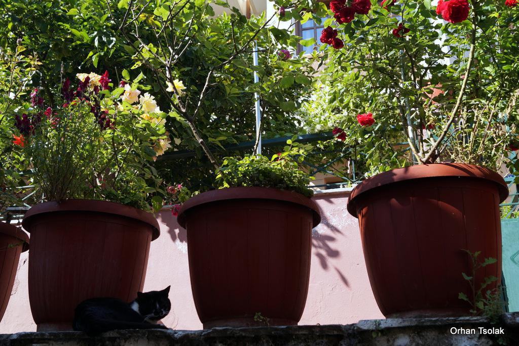 dsc0011010.jpg dsc0011010.jpg