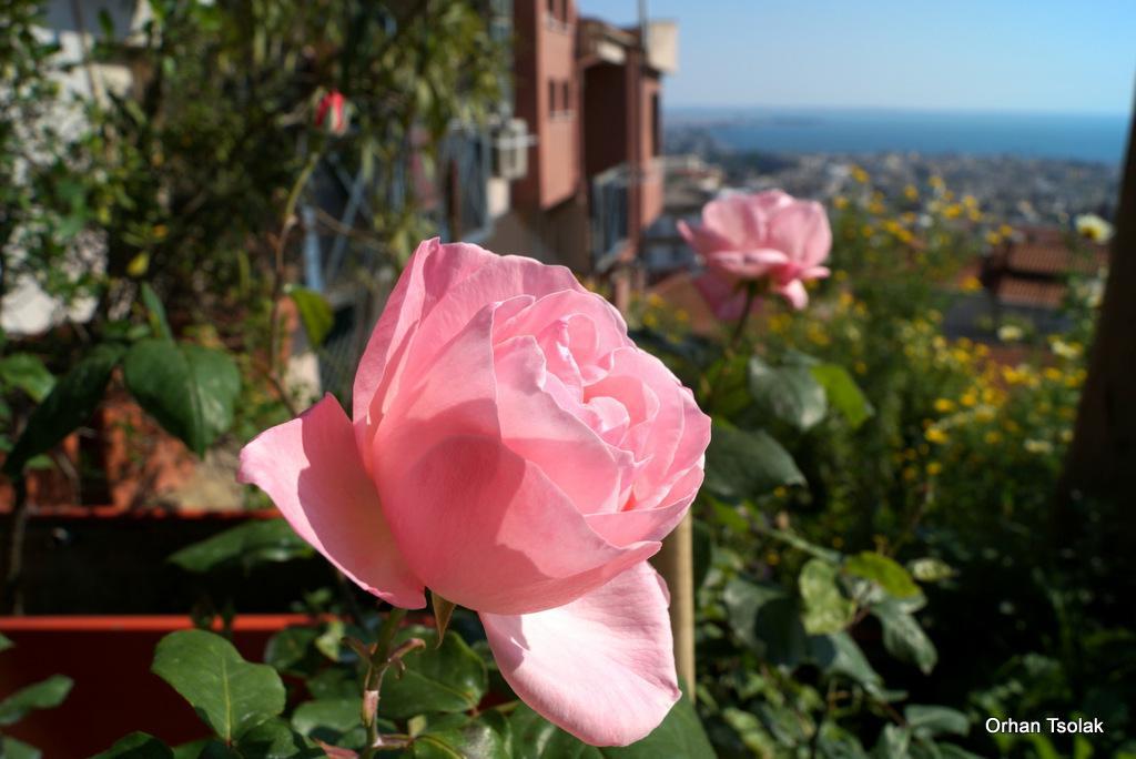 dsc0013118.jpg dsc0013118.jpg