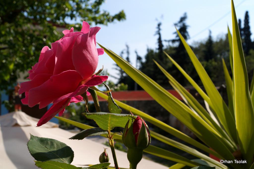 dsc0016522.jpg dsc0016522.jpg