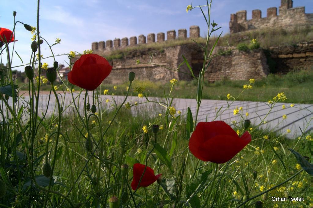 dsc0018931.jpg dsc0018931.jpg