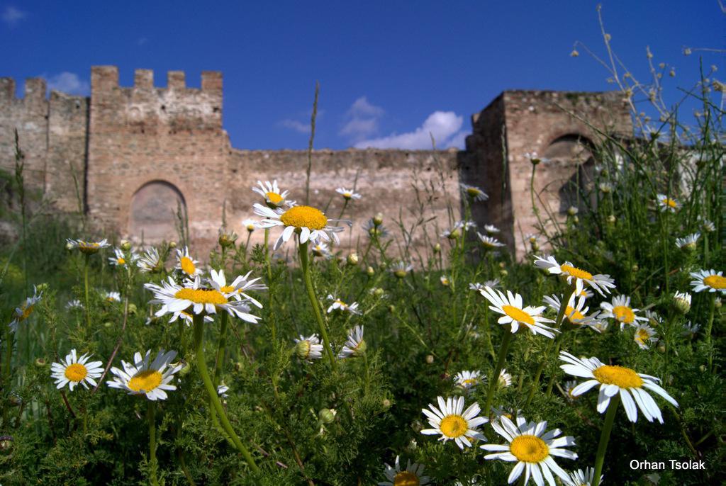 dsc0019135.jpg dsc0019135.jpg