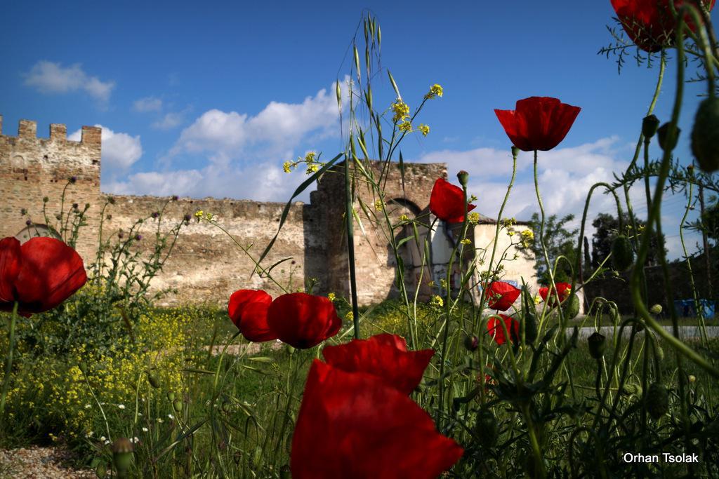 dsc0019933.jpg dsc0019933.jpg