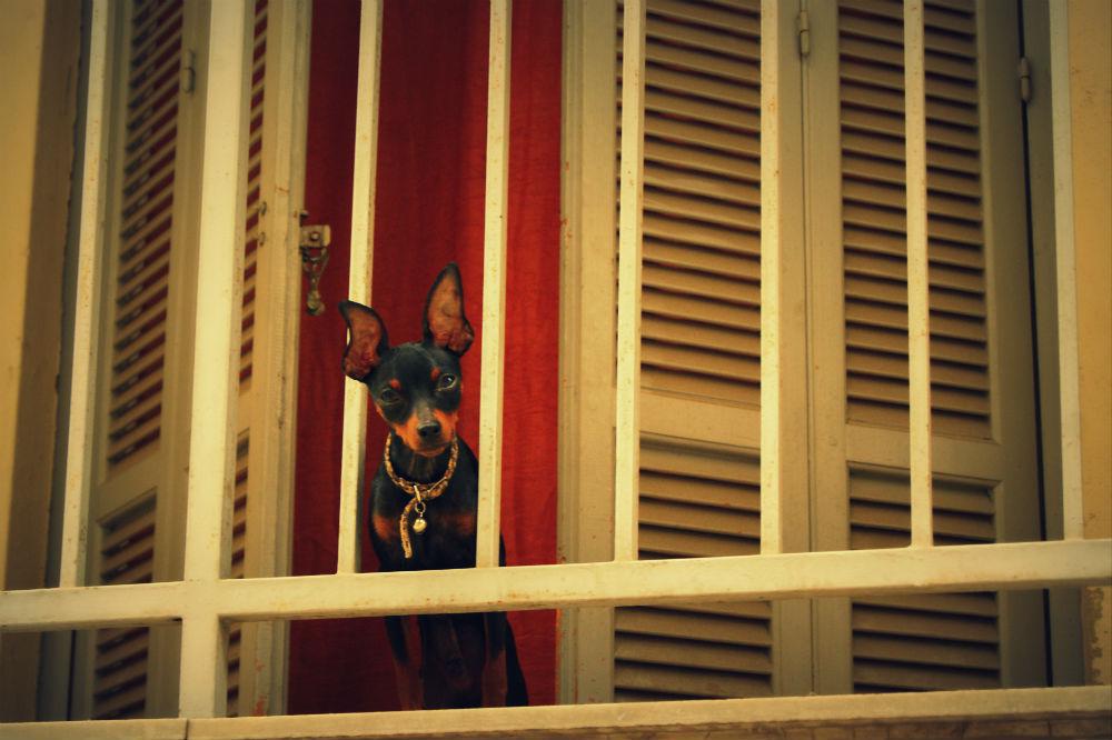 dsc02297.jpg dsc02297.jpg