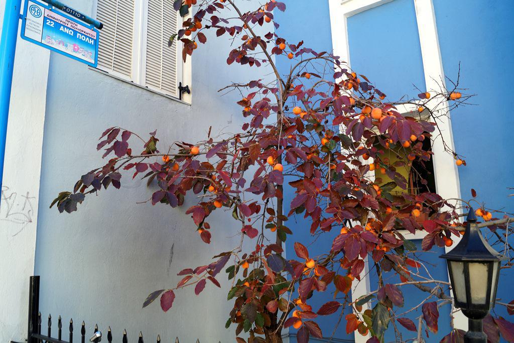 dsc0269011.jpg dsc0269011.jpg