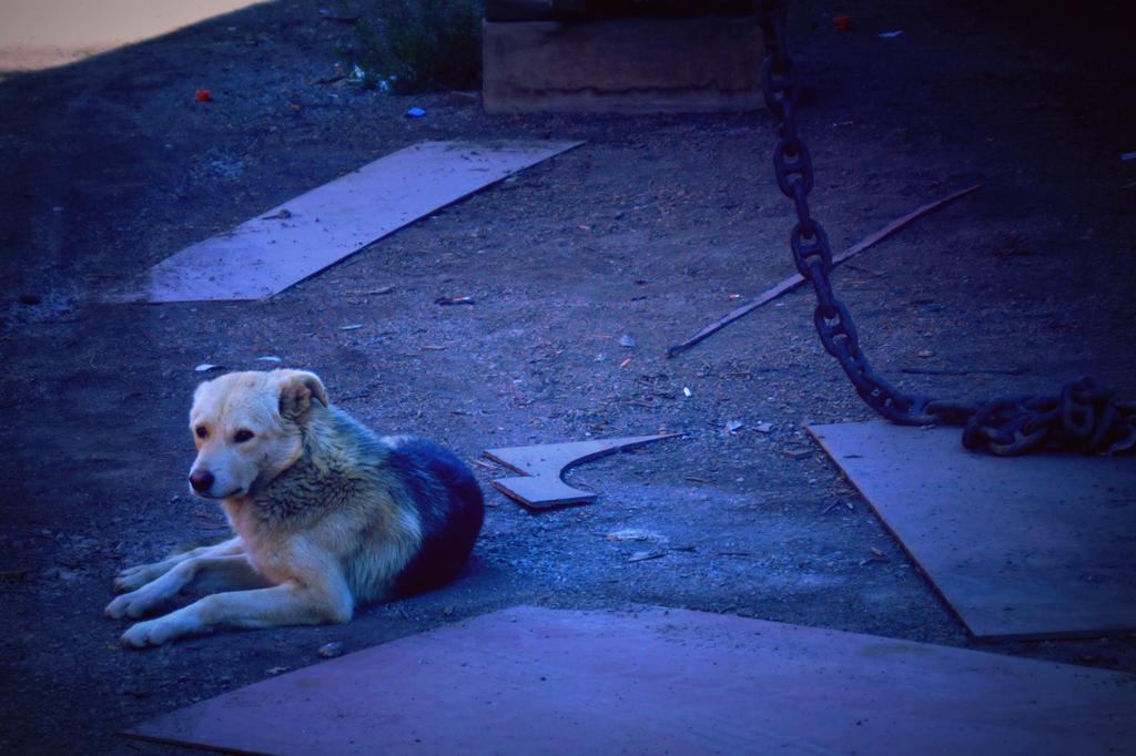 dsc09475.jpg dsc09475.jpg