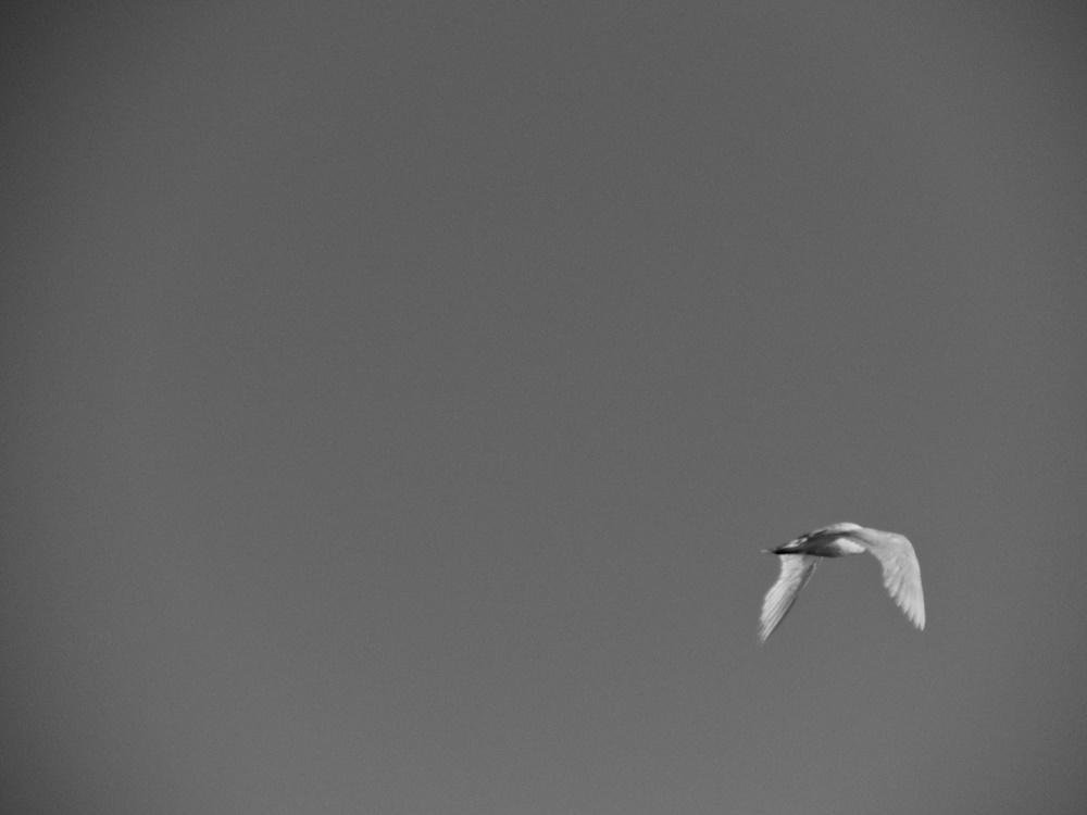 dscn8620.jpg dscn8620.jpg