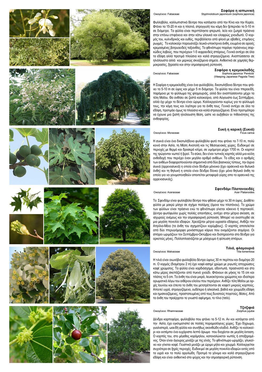 final φυτα portfolio A4--8