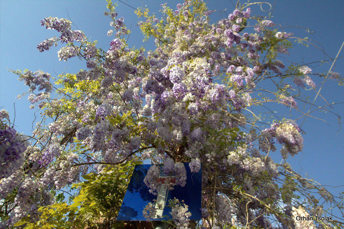 img_96641.jpg img_96641.jpg