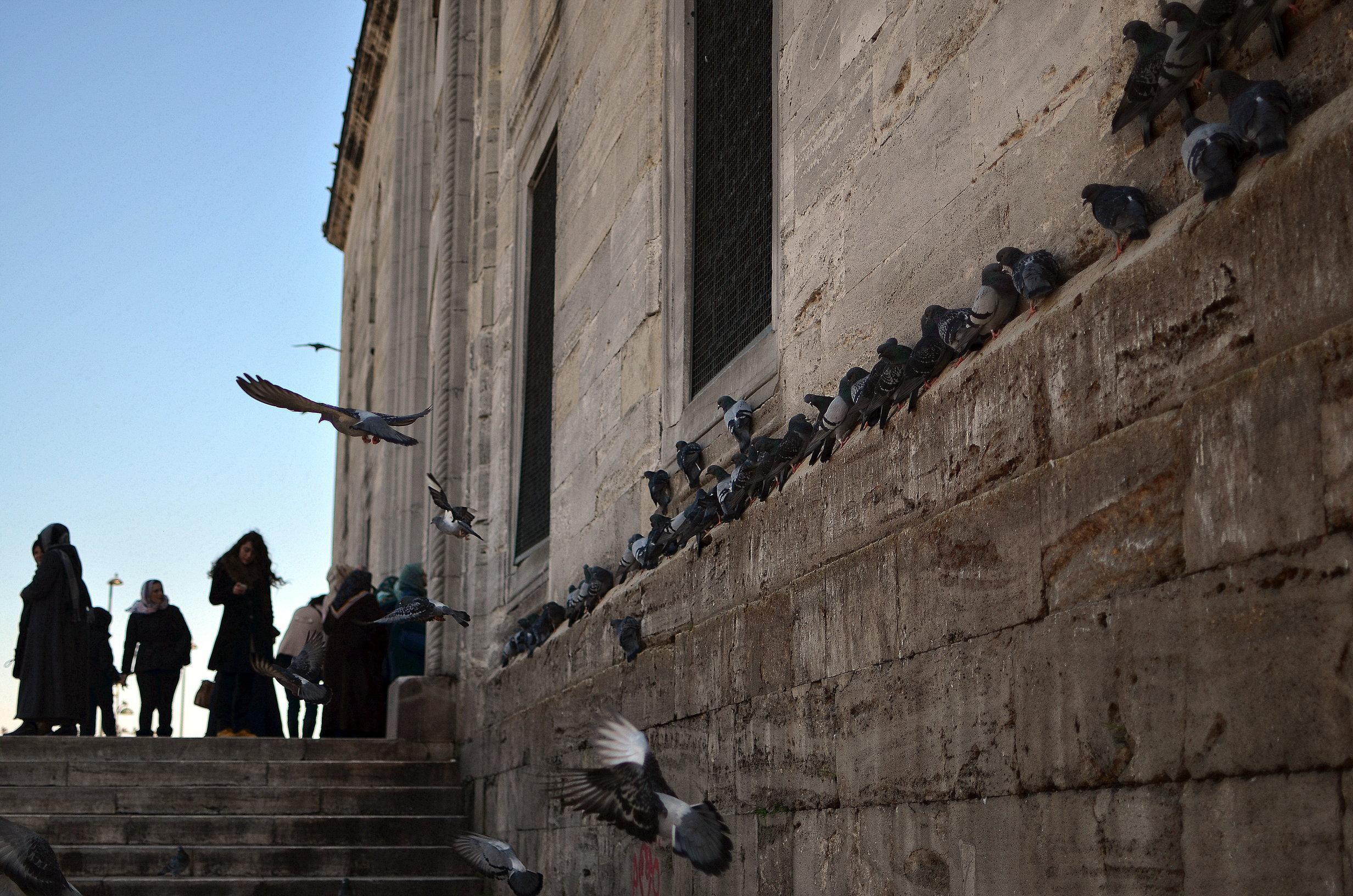 rsz_olg_92401.jpg rsz_olg_92401.jpg